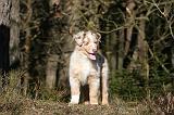 BERGER AUSTRALIEN PUPPIES 629